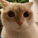 Catmew