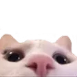 KittyPeek KittyPeek