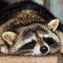 raccoonSleep