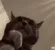 Clap
