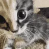 staring