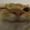 Wink