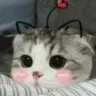 catBlush