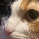 maggieside