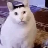 huhcat