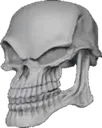 skull_sus