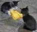 handshake