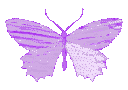 Butterflypurple