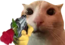 catGunRose catGunRose
