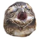 owlscream