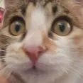 flabbergasted_cat flabbergasted_cat
