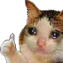cat_thumbs_up