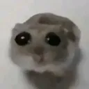 Hamster