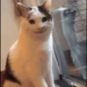 catSmile