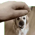patLeo patLeo