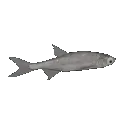fishspin
