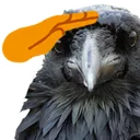crowsalute