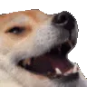 dogshake