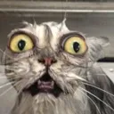 ALLP_SHOCKED ALLP_SHOCKED