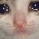sad_cat