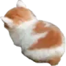 AFangycat