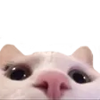 henlo