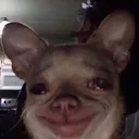 chihuaimfine chihuaimfine