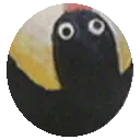 pingu_rolling