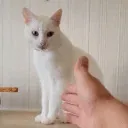 Handshake