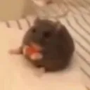 rat