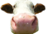 holycow Discord emoji