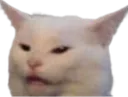 CatMeme