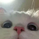 catpeek