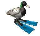 dook