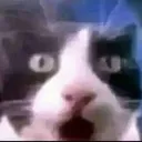 flabbergastedfeline