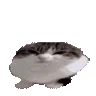 wawa