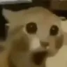 pogcat