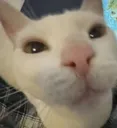 thegoober