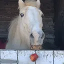 appel