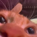 sniff