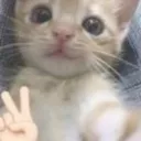 da_haiii3cat