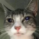catsob