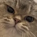 beeg