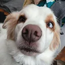 maple