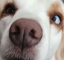 maplenosy