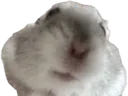 CantaWut