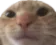 nini2