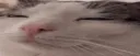 pleep pleep