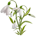 snowdrops snowdrops