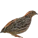 quail